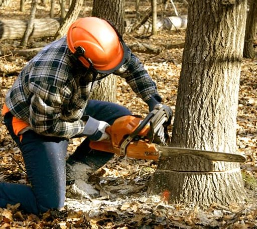 Tree Removal in Hillsboro, KS
